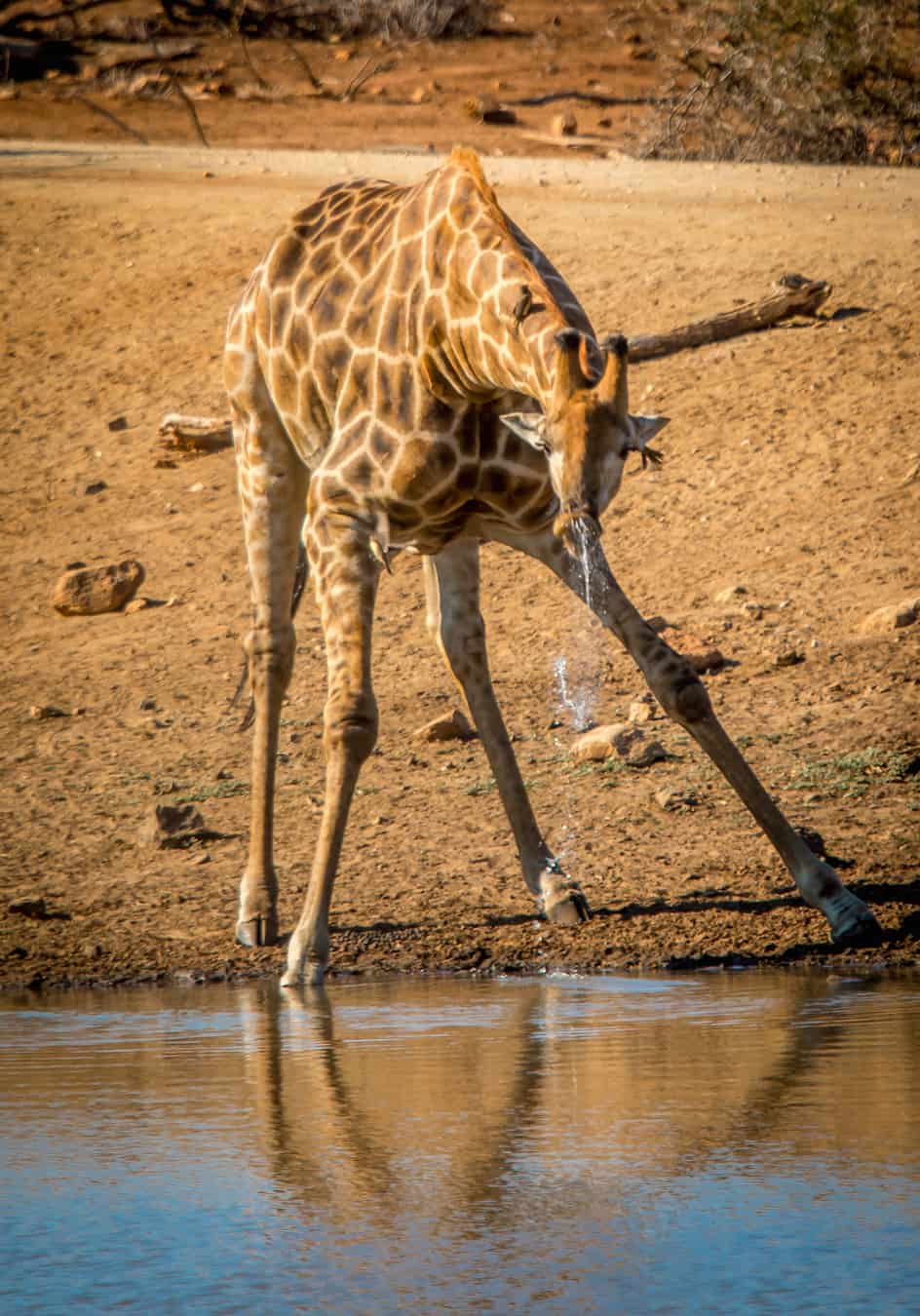 Giraffe taking a drink