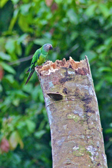 amazon rainforest birds of prey