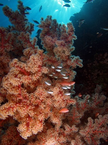 East Timor Reefscape