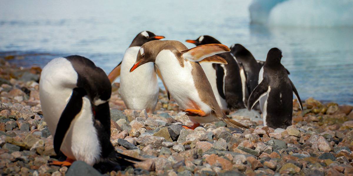 Ecotourism Destination - Antarctica