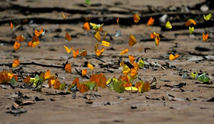 Ecuador Amazon Rain Forest butterflies