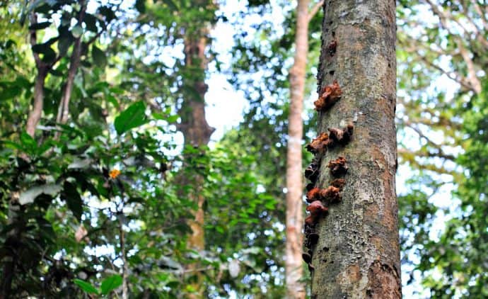 Ecuador Amazon Rain Forest tree mushrooms