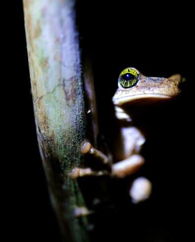 Ecuadorian Amazon Rain Forest Nocturnal Frog