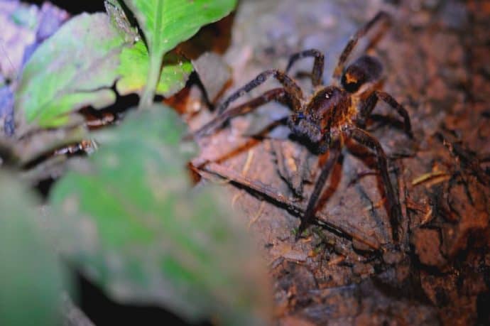 Ecuadorian Amazon Rain Forest Scorpion Spider