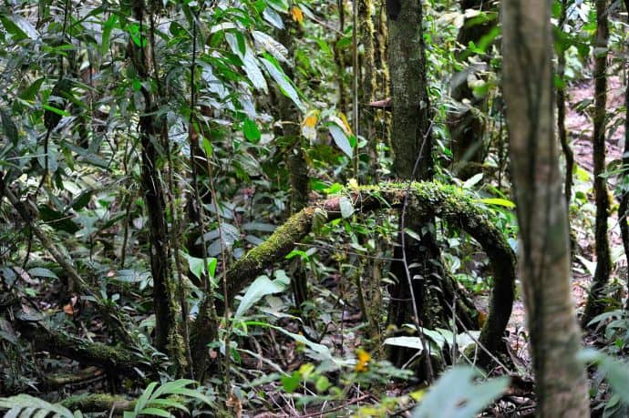 Ecuadorian Amazon Rain Forest