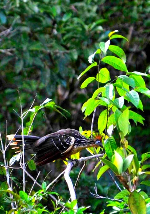 Ecuadorian Amazon Rain Forest Hoatzin bird