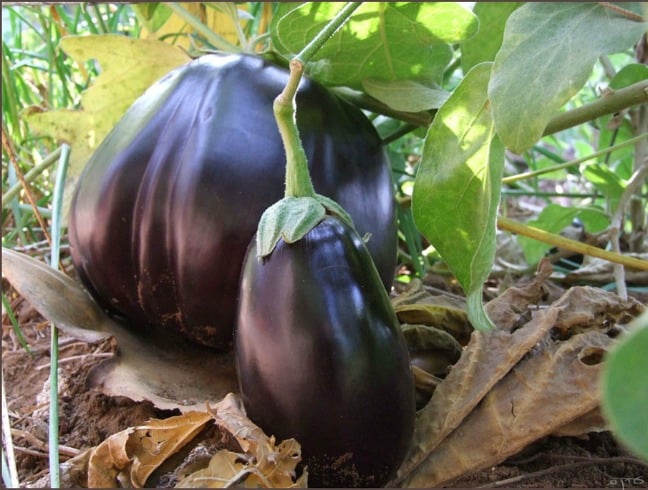 Eggplant in garden