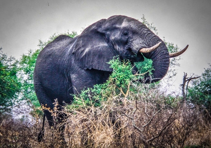 Elephant from a life changing experience in Londolozi Game Reserve