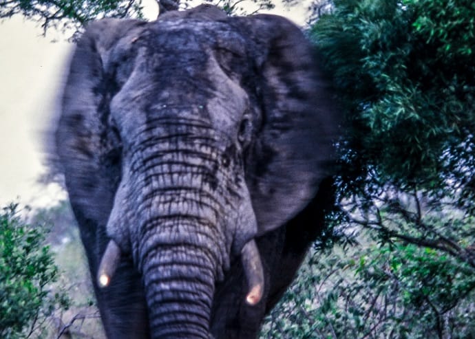 elephant with moving ears