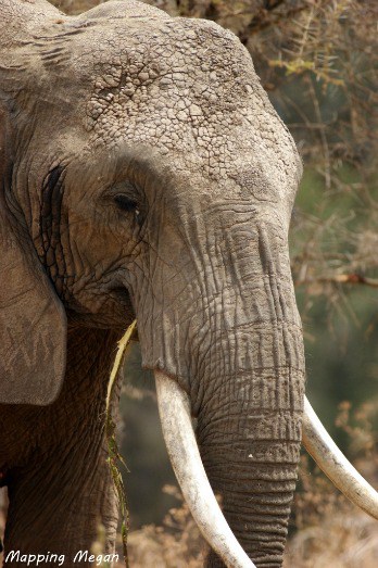 Elephant close up