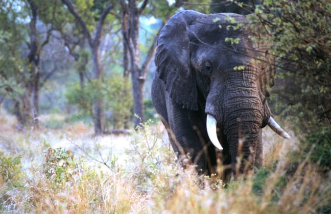 Bull Elephant Coming To Check Us Out