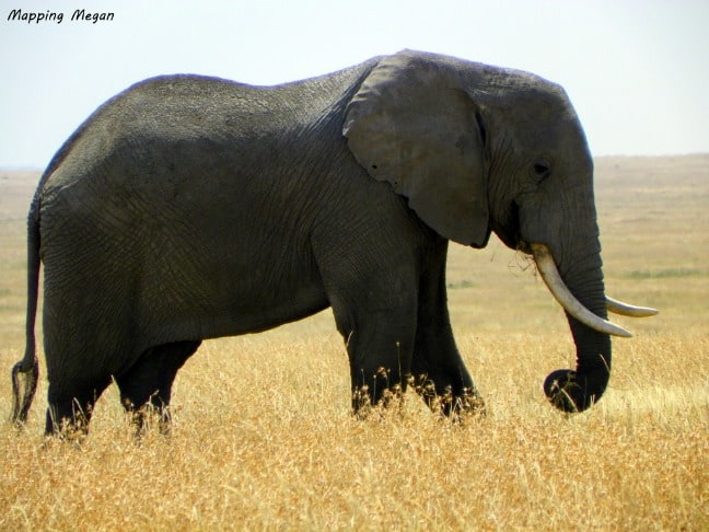 Elephant in the grass