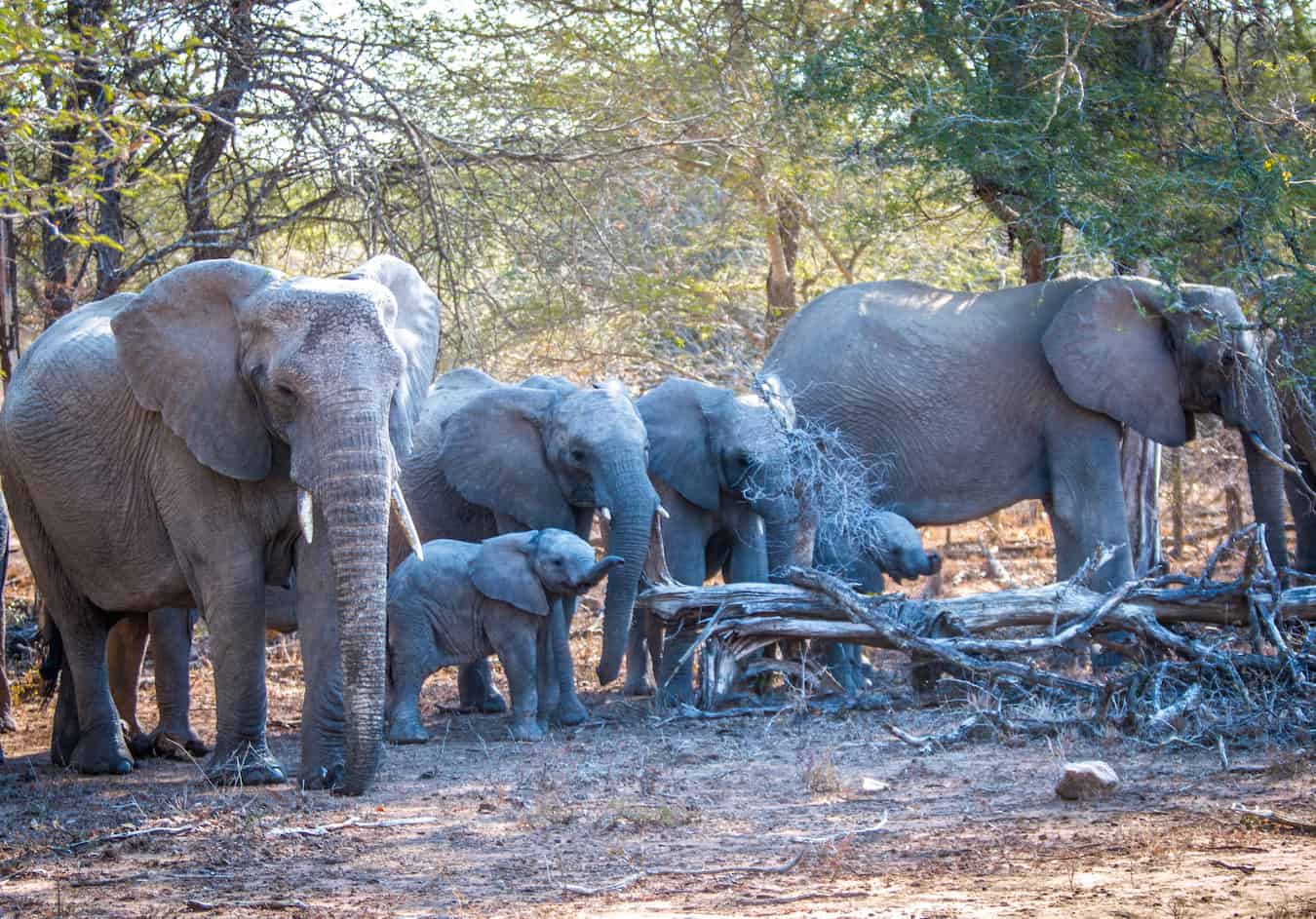 Facts About Elephants: African Elephants with Elephant Babies in Kruger National Park, South Africa