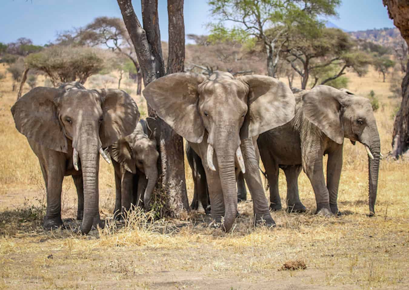 drawing an elephant in its habitat