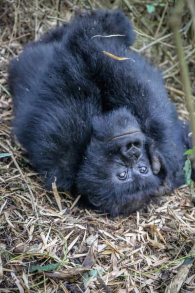 Female Mountain Gorilla in Rwanda