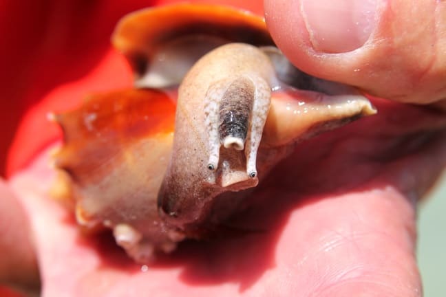 Fighting Conch on Sanibel Island, FL