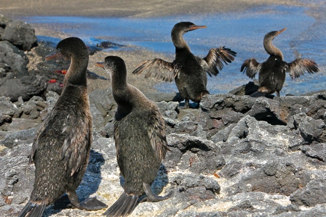 Strange Birds Around The World: Galapagos Flightless Cormorants