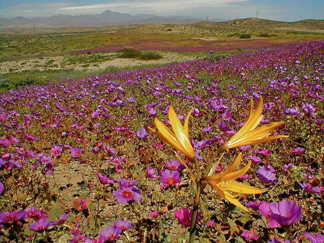 Flowers in Chile's Atacama Desert