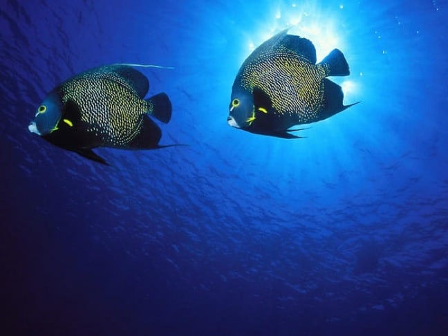 French Angelfish