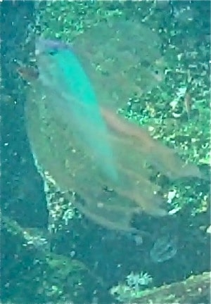 Galapagos Islands Mystery Fish
