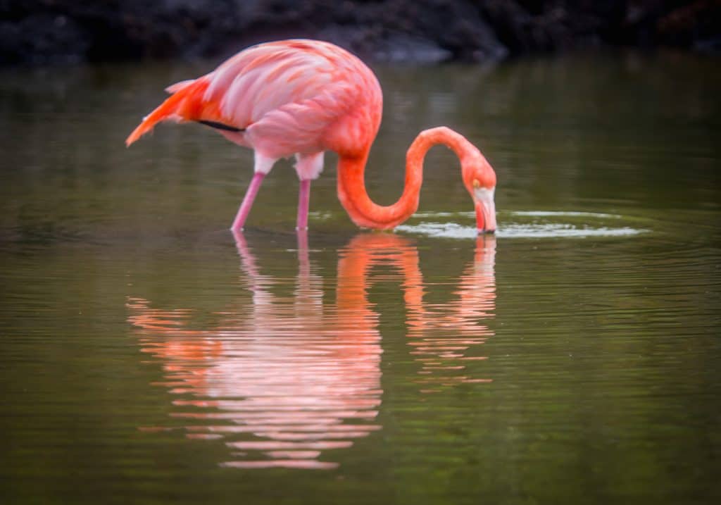 The Galapagos Islands Animals: Galapagos Flamingo