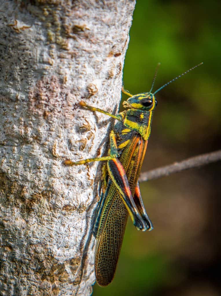 Galapagos Islands Insects: Painted Locust