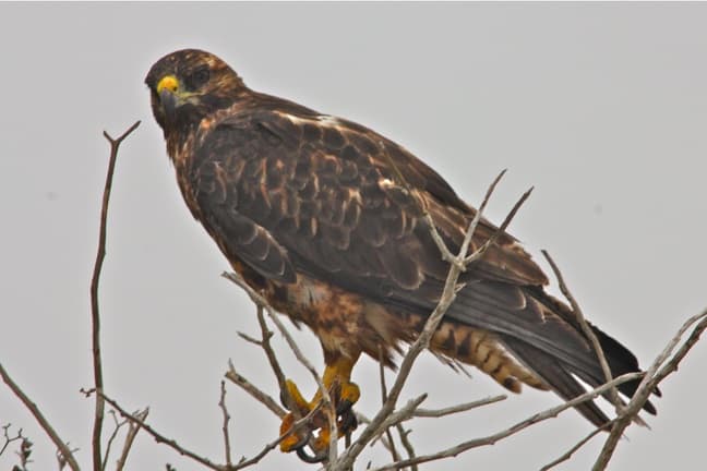 Galapagos BIrds: A Galapagos Hawk watches for prey on Española Island.