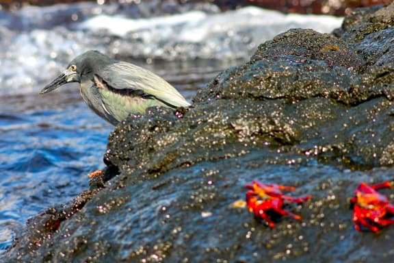 Galapagos Birds: A Lava Heron fishes along the shore of Santiago Island.