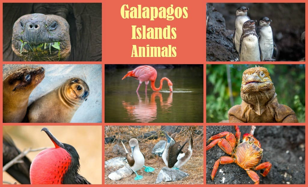 30 Amazing Galapagos Islands Animals