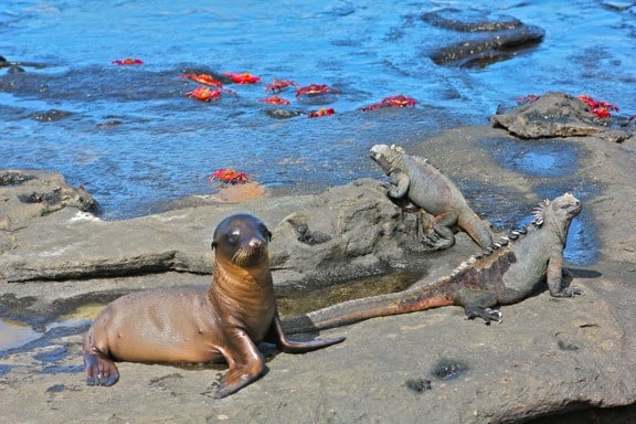 Galapagos Islands 