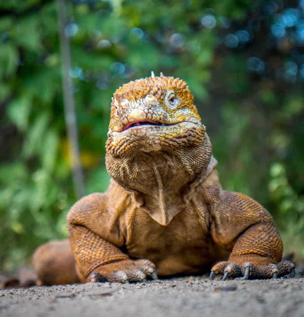 Galapagos Iguana: Land Iguana in the Galapagos Islands