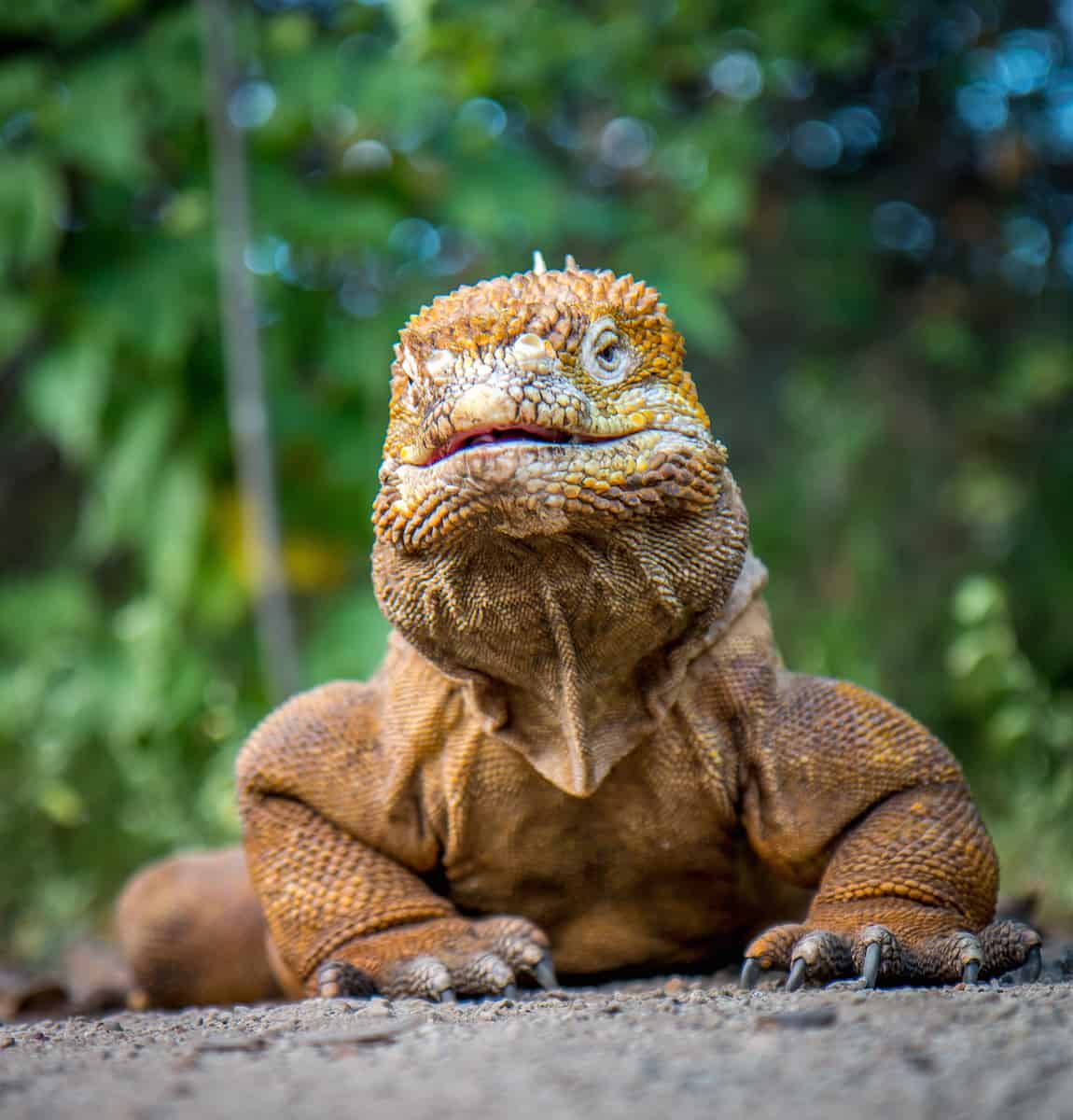 Land Iguana in the Galapagos Islands