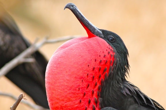 Galapagos Birds: The male Magnificent Frigate inflates his pouch to woo females.