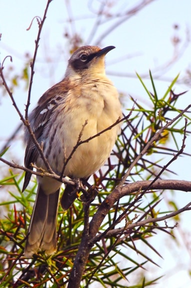 Galapagos Birds: The islands' most aggressive (and noisy) species, the Galapagos Mockingbird.