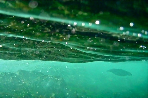 Galapagos Birds: Snorkeling with penguins in Tagus Cove off Isabela Island.