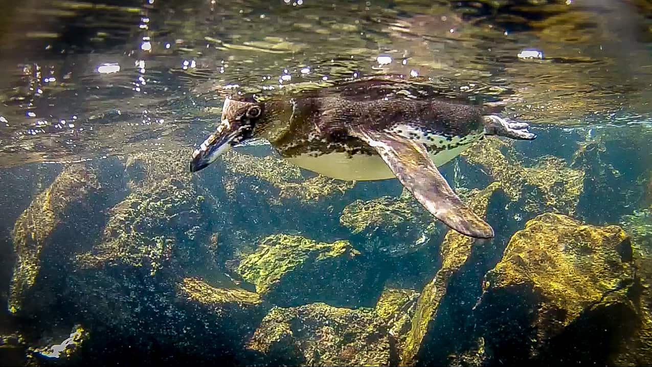 Curious Galapagos Penguins' Closeup