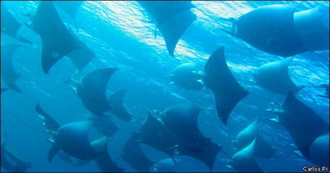 Galapagos Rays via GalapagosPark.org via Carols Pi