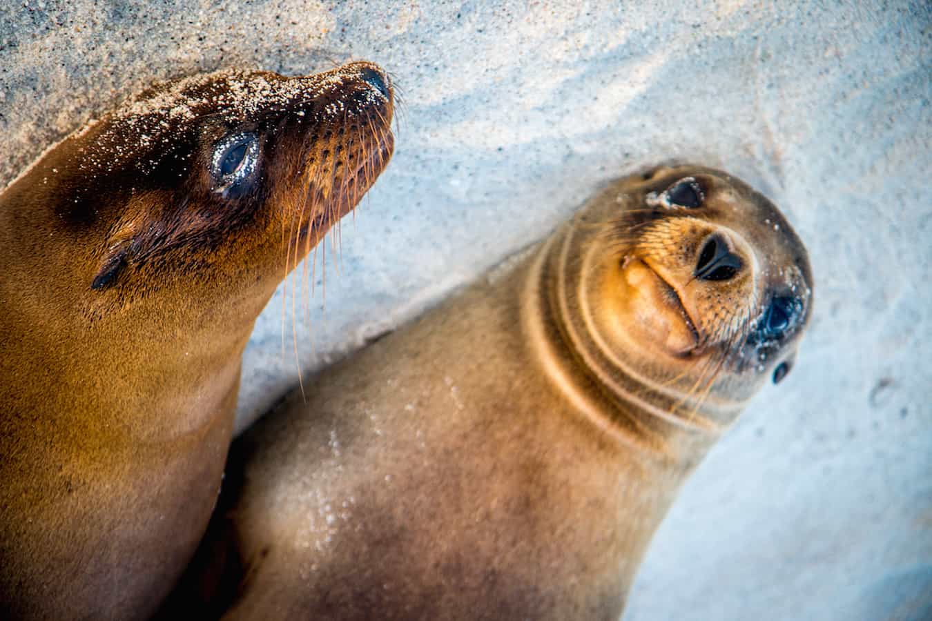 Baby Galapagos Sea Lions