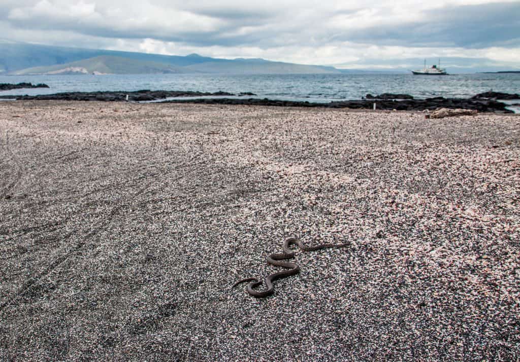 Galapagos Islands Snakes