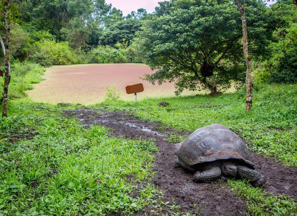 Galapagos Islands Animals: Galapagos Tortoise by Bret Love & Mary Gabbett