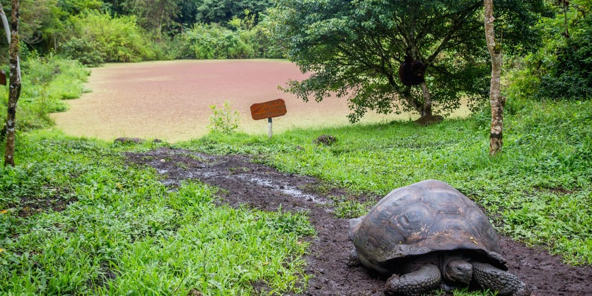 Galapagos Islands Animals: Galapagos Tortoise