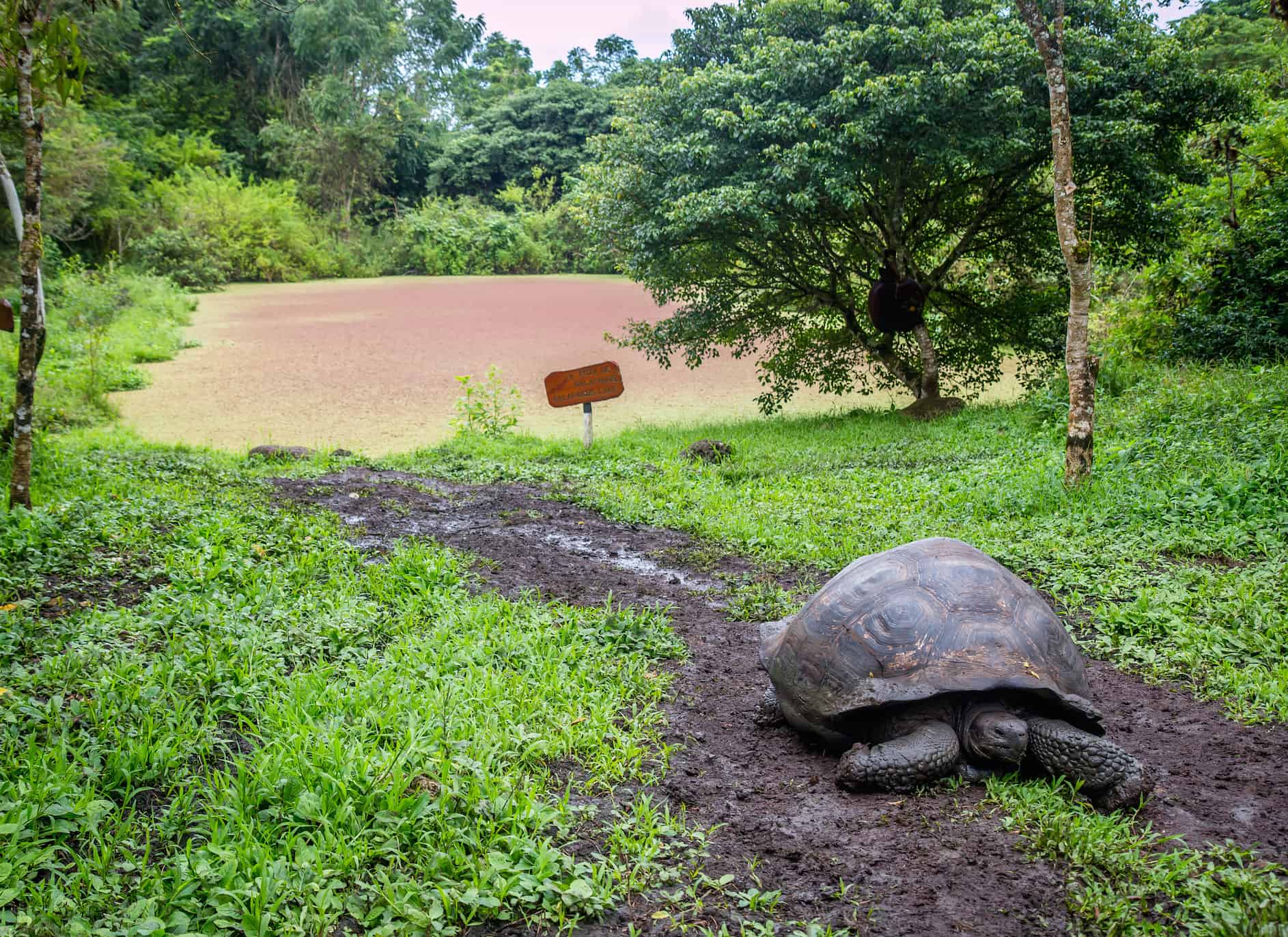 Galapagos Islands Animals: Galapagos Tortoise