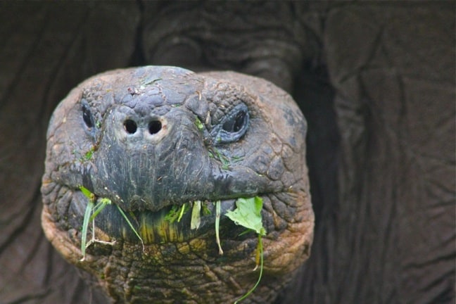 Galapagos Tortoise on Santa Cruz Island