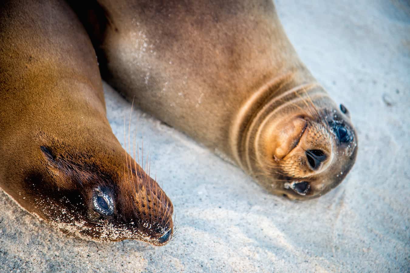 Galapagos Sea Lion Pups on Española Island