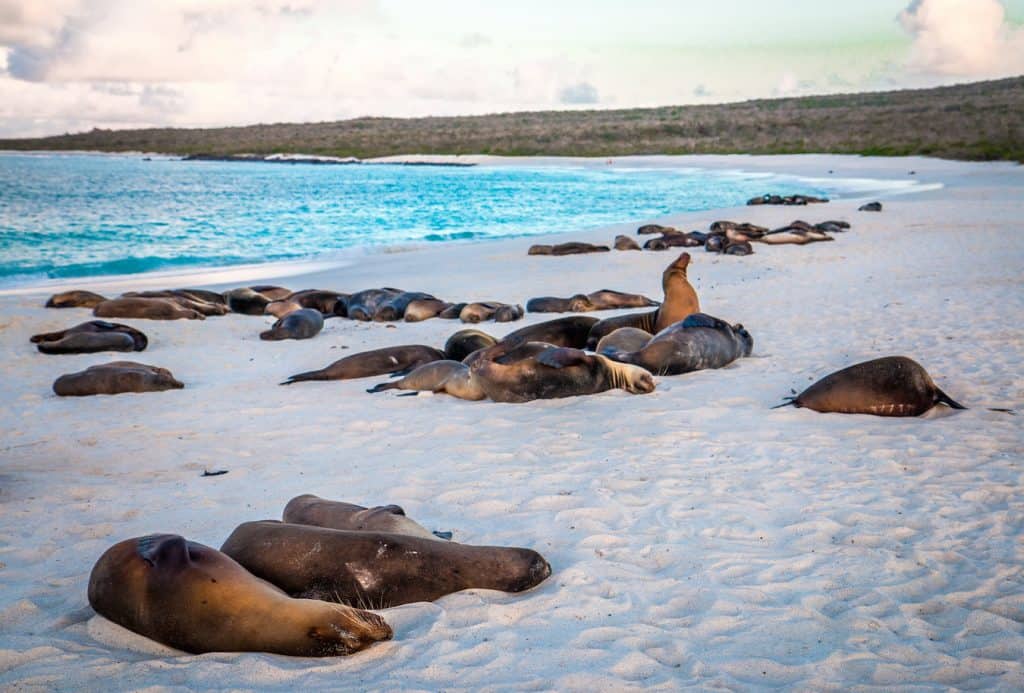 Benefits of Ecotourism- Gardner Bay, Galapagos Islands