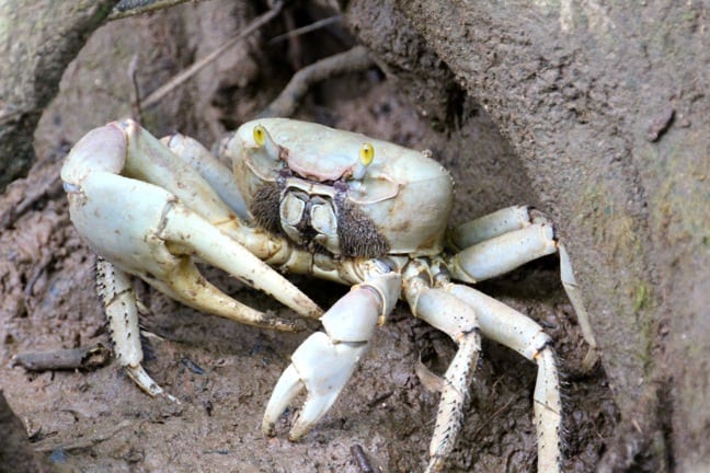 Ghost_Crab_Indian_River_Dominica