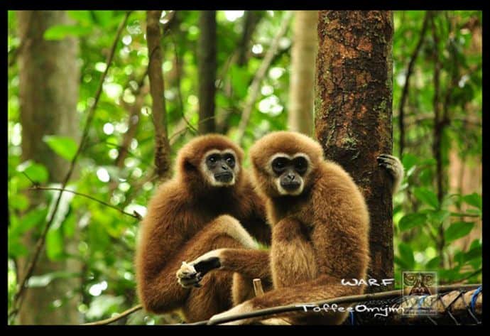 The Gibbon Project photo via WARF