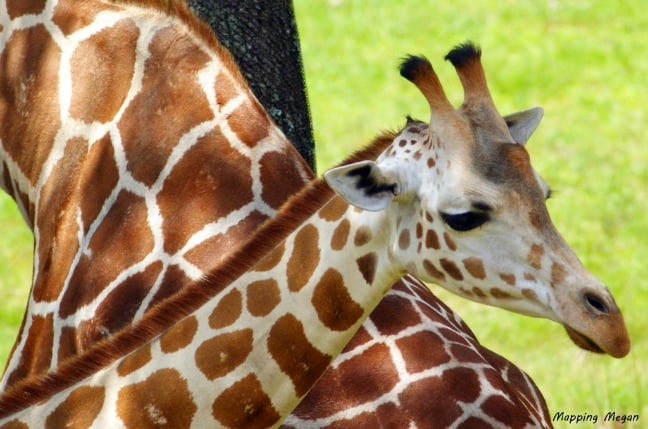 Giraffe