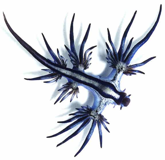 Weird Tiny Sea Animals, Glaucus Atlanticus