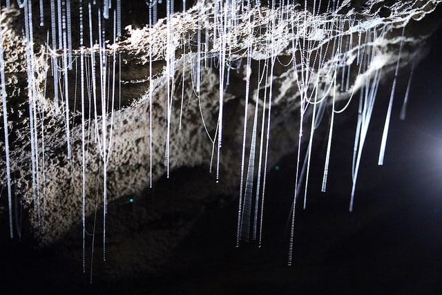 Famous Caves -New Zealand's Glowworm Caves